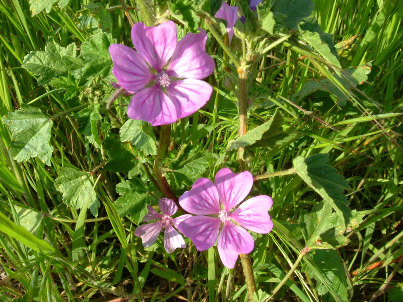 Malva sylvestris